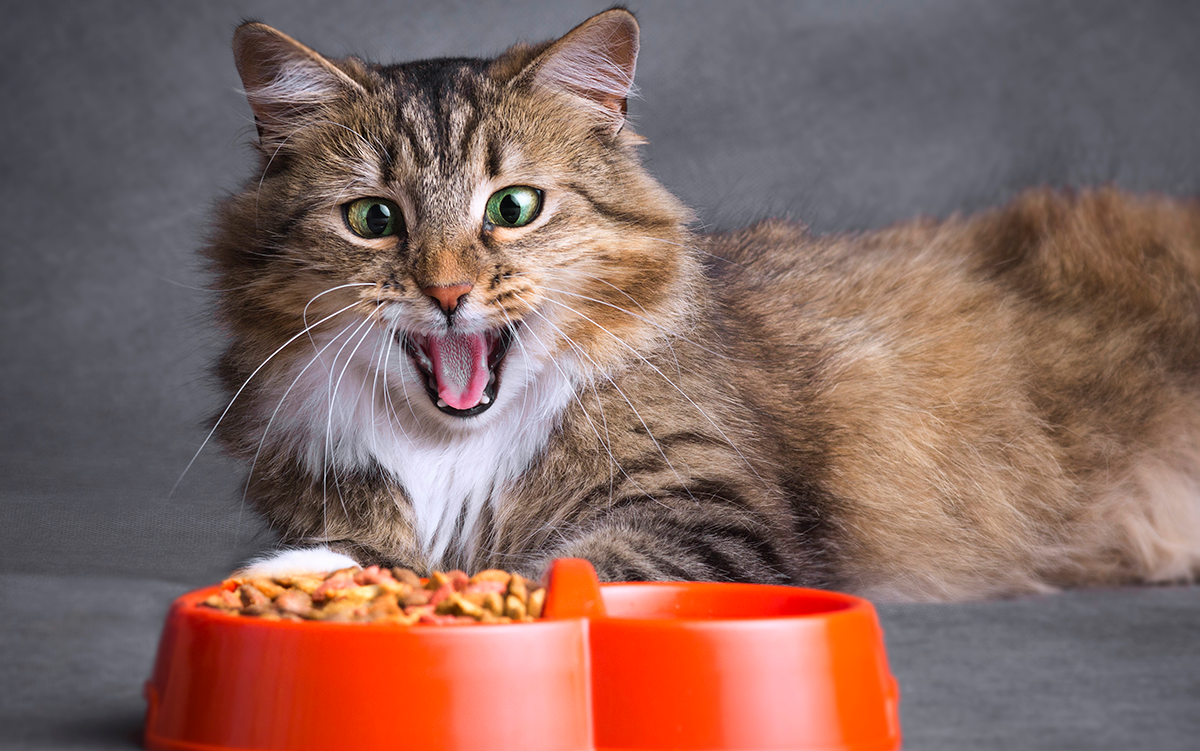 Cómo cambiar la alimentación a tu gato