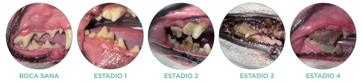 En clínica Veterinaria Albéitar diagnosticamos y tratamos la enfermedad periodontal y la prevenimos mediante limpiezas bucales con ultrasonidos