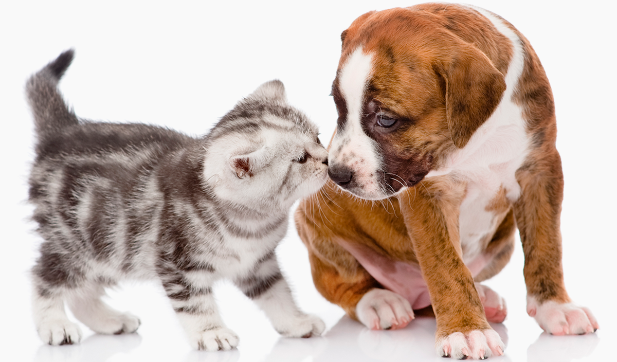 En Albéitar os ofrecemos una revisión veterinaria gratuita del nuevo cachorro o gatito