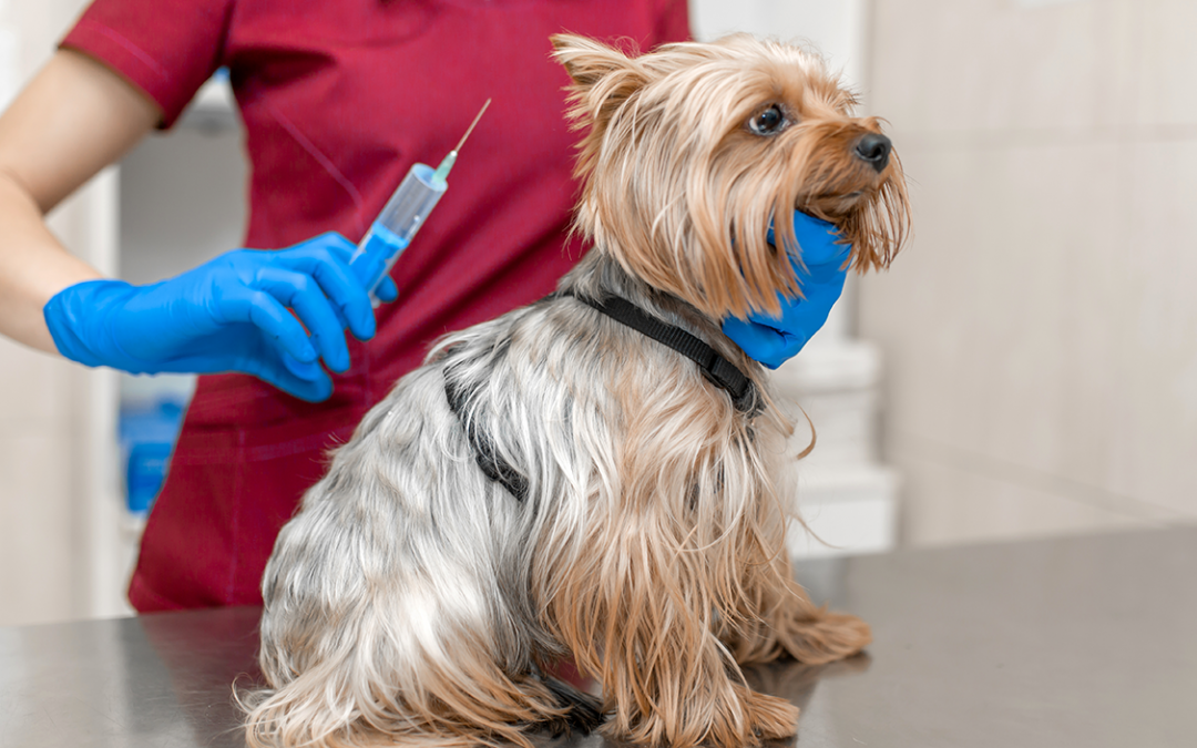 ¿Por qué mi cachorro necesita ser vacunado?
